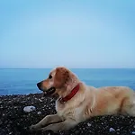 Deniz