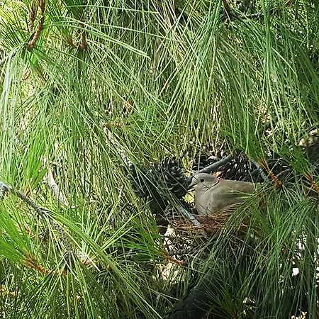 Gasthof Adrasan Deniz Hotel