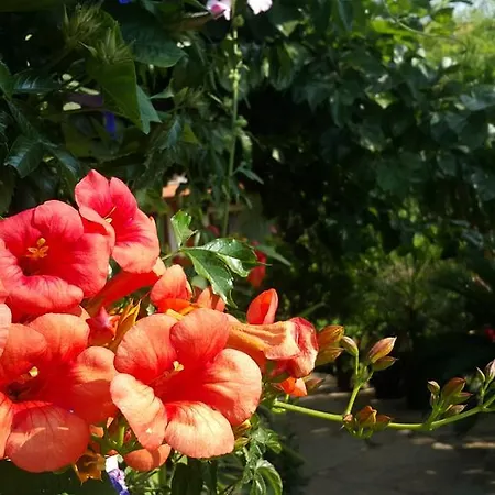 Gasthof Adrasan Deniz Hotel