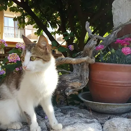 Adrasan Deniz Hotel Adrasan