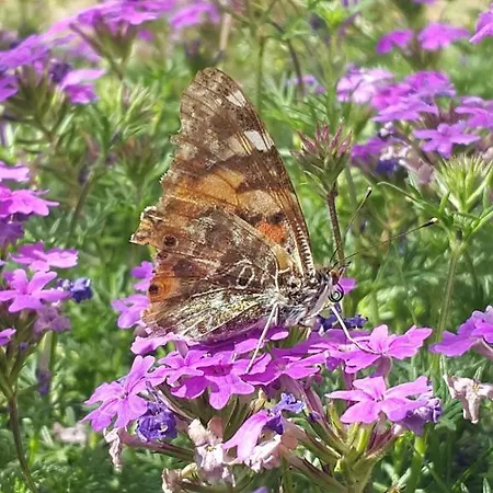 Gasthof Adrasan Deniz Hotel Adrasan