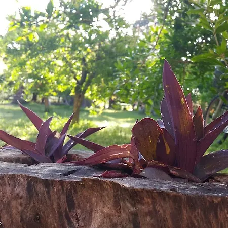 Gasthof Adrasan Deniz Hotel