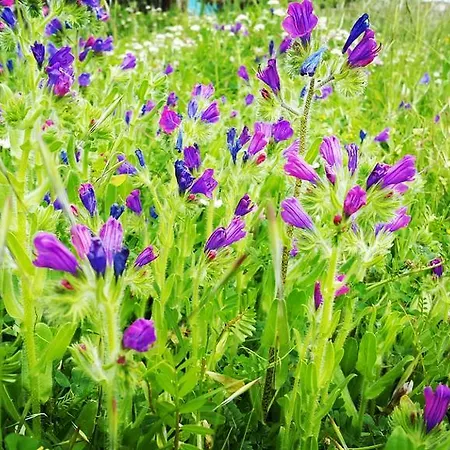 Gasthof Adrasan Deniz Hotel 3*