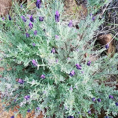 Adrasan Deniz Hotel Adrasan