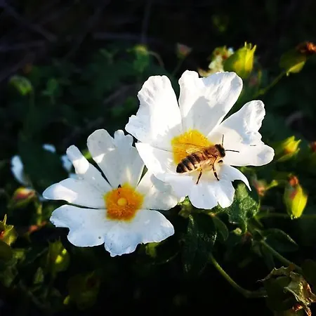 Gasthof Adrasan Deniz Hotel 3*