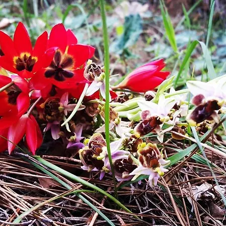 Gasthof Adrasan Deniz Hotel