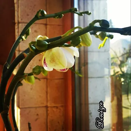 招待所 Deniz 3*