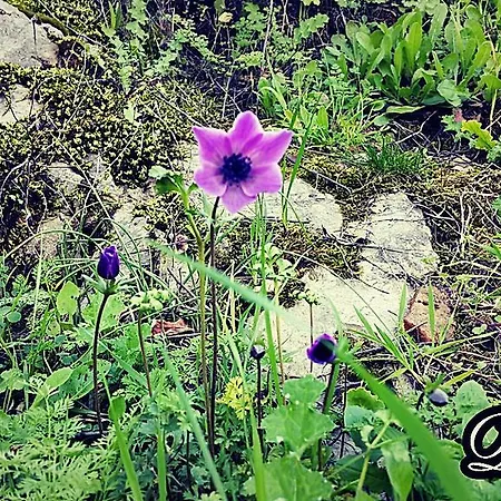 Gasthof Adrasan Deniz Hotel 3*