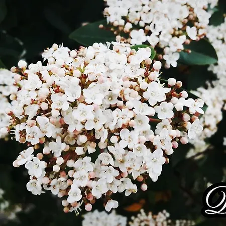 Gasthof Adrasan Deniz Hotel Adrasan