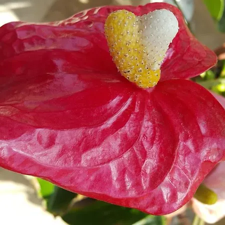 Gasthof Adrasan Deniz Hotel