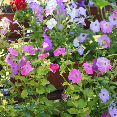 Adrasan Deniz Hotel Gasthof 3*