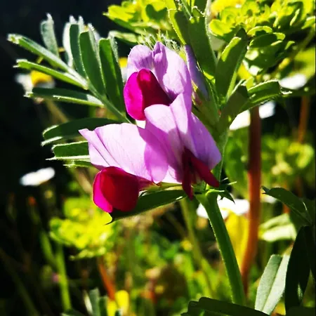 Gasthof Adrasan Deniz Hotel