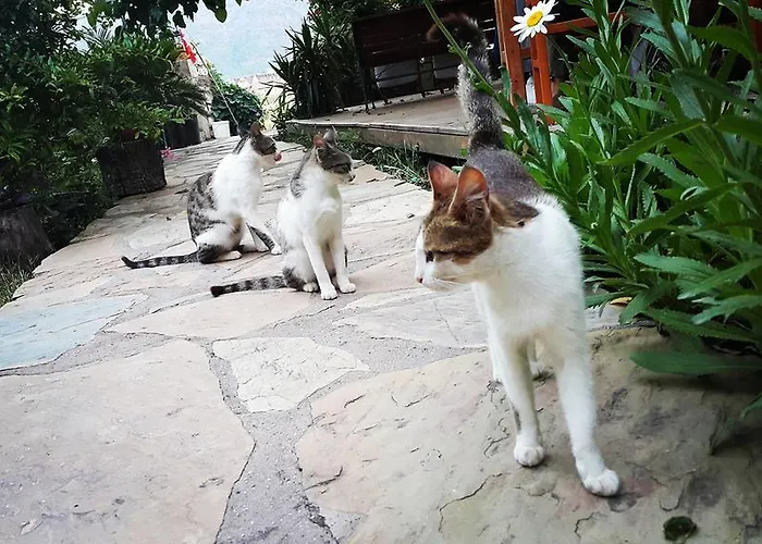 بيت ضيافة Deniz أدراسان