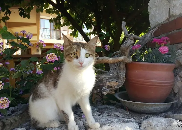 بيت ضيافة Deniz أدراسان
