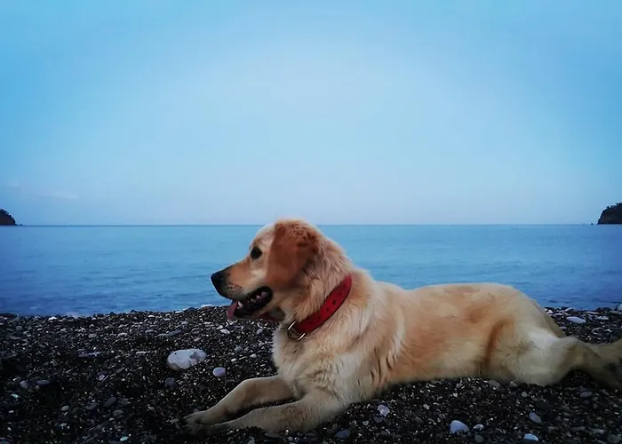 Deniz