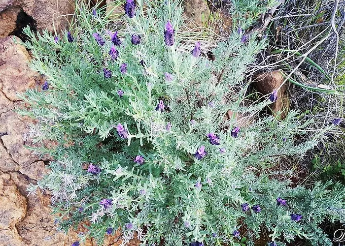 Deniz أدراسان