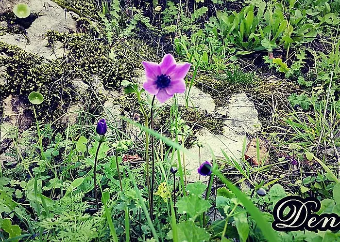 بيت ضيافة Deniz 3*