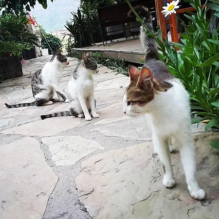 بيت ضيافة Deniz أدراسان