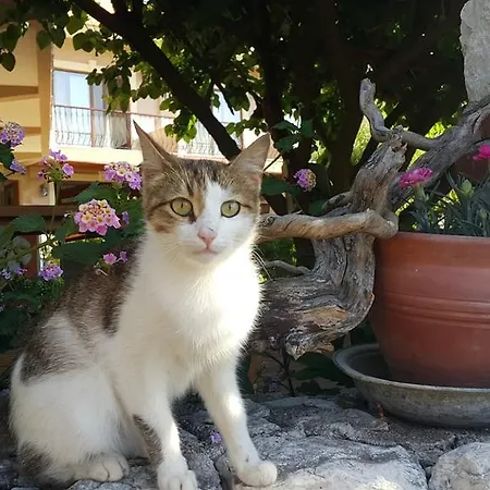 Vendégház Deniz Adrasan